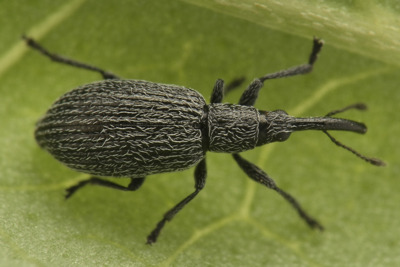 Apionidae: Stenopterapion sp.?  S, Stenopterapion intermedium